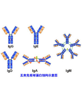 抗核抗體[抗核抗體]