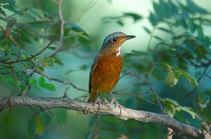 灰嘴蟻鶇 灰嘴蟻鶇