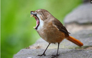 雜交動物照 雜交動物照