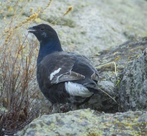 黑琴雞新疆亞種 黑琴雞新疆亞種