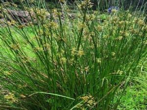 七河燈心草(原變種) 七河燈心草(原變種)