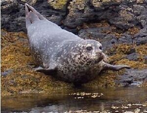 一頭灰海豹用其肢往海洋方向滑行。由於其肢呈鰭狀，故它們在陸上行走速度很慢