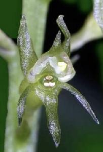 瓊島沼蘭 瓊島沼蘭