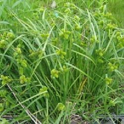 具芒灰帽薹草 具芒灰帽薹草