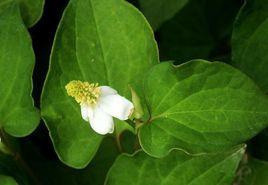 變色龍魚腥草 變色龍魚腥草