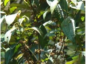 耳基柏拉木 耳基柏拉木