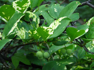 圓錐菝葜 圓錐菝葜
