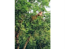 景邁山古茶園 景邁山古茶園