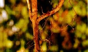 茶紅根腐病 茶紅根腐病