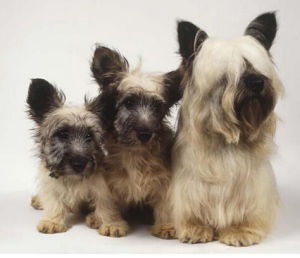 斯開島梗 斯開島梗