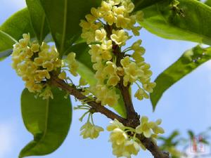 新都桂花會 新都桂花會