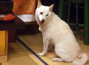 《花田少年史幽靈與秘密隧道》