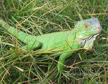 綠鬣蜥