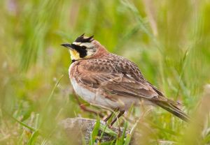 角百靈科阿韋拉州亞種 角百靈科阿韋拉州亞種
