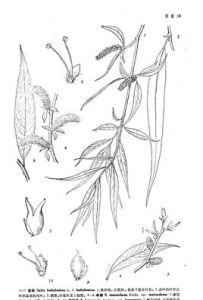 朝鮮柳（原變種）