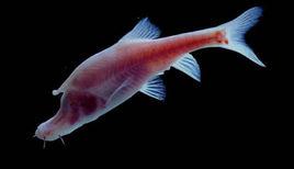 小眼金線䰾 小眼金線䰾