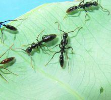 細顎猛蟻屬（Leptogenys）