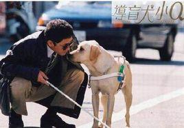 香港導盲犬協會