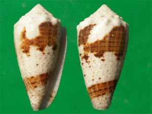 雲朵芋螺 雲朵芋螺