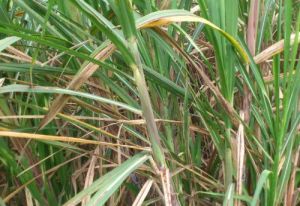 甘蔗桂糖 甘蔗桂糖