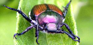 （圖）日本金龜子