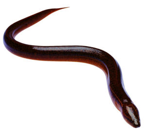 合鰓魚目 合鰓魚目