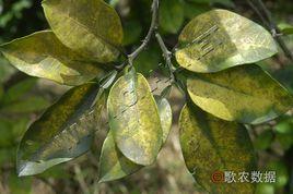 柑橘煤污病 柑橘煤污病