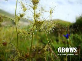 茅膏菜(變種) 茅膏菜(變種)