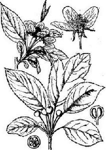 三葉海棠[蘋果屬植物]