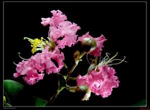 長毛火把花 長毛火把花