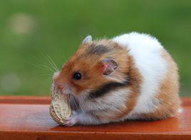 金絲生肖猴 金絲生肖猴