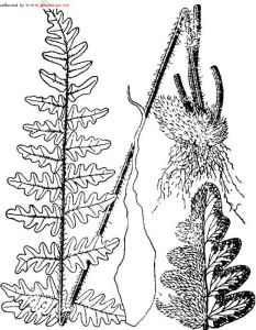 歐洲金毛裸蕨 歐洲金毛裸蕨