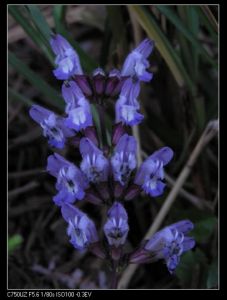 裂萼鼠尾草 裂萼鼠尾草