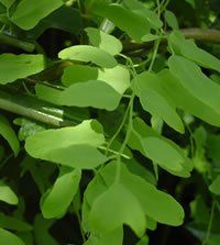 帶狀瓶爾小草屬 帶狀瓶爾小草屬