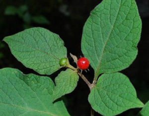 單果紅絲線 單果紅絲線