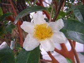 扁糙果茶 扁糙果茶