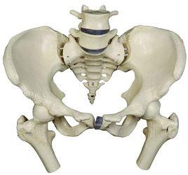 下肢帶骨 下肢帶骨