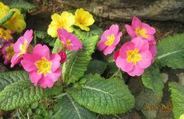 歐洲報春 歐洲報春