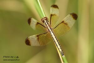 截斑脈蜻 截斑脈蜻