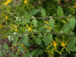 彎齒盾果草 彎齒盾果草