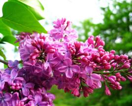 丁香[紫丁香簡稱]