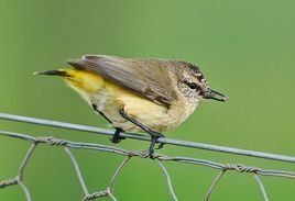 黃尾刺嘴鶯 黃尾刺嘴鶯