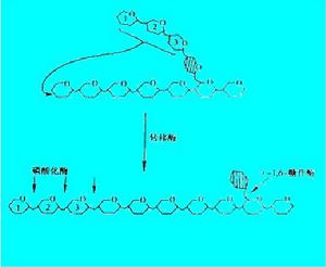 糖原脫支酶 糖原脫支酶