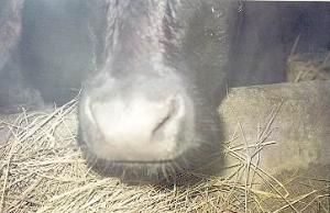 前胃弛緩 前胃弛緩