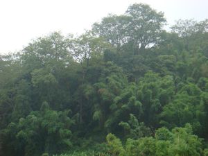 下坡頭自然村 下坡頭自然村