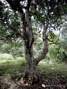 賀開古樹茶 賀開古樹茶