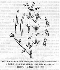 嘉陵花小煤炱摩多變種