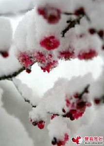 紅梅三首 紅梅三首