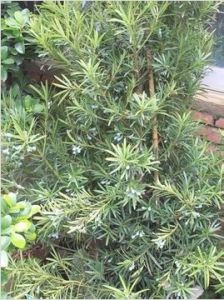 小葉羅漢松[中藥]