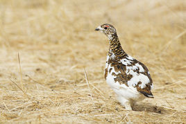 岩雷鳥基斯卡島亞種 岩雷鳥基斯卡島亞種
